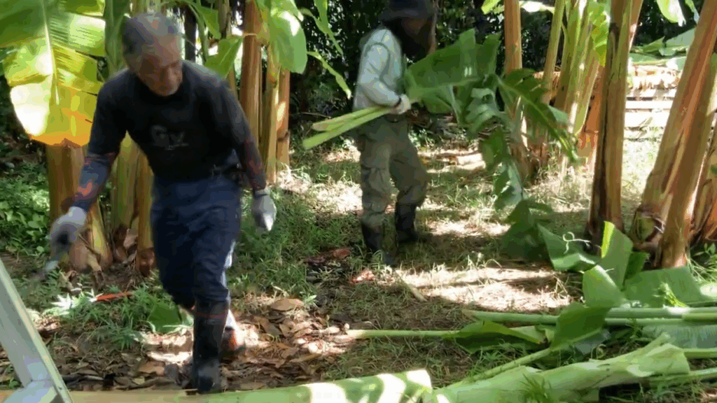 偽茎(幹)の解体作業の様子-アップルバナナプロジェクト