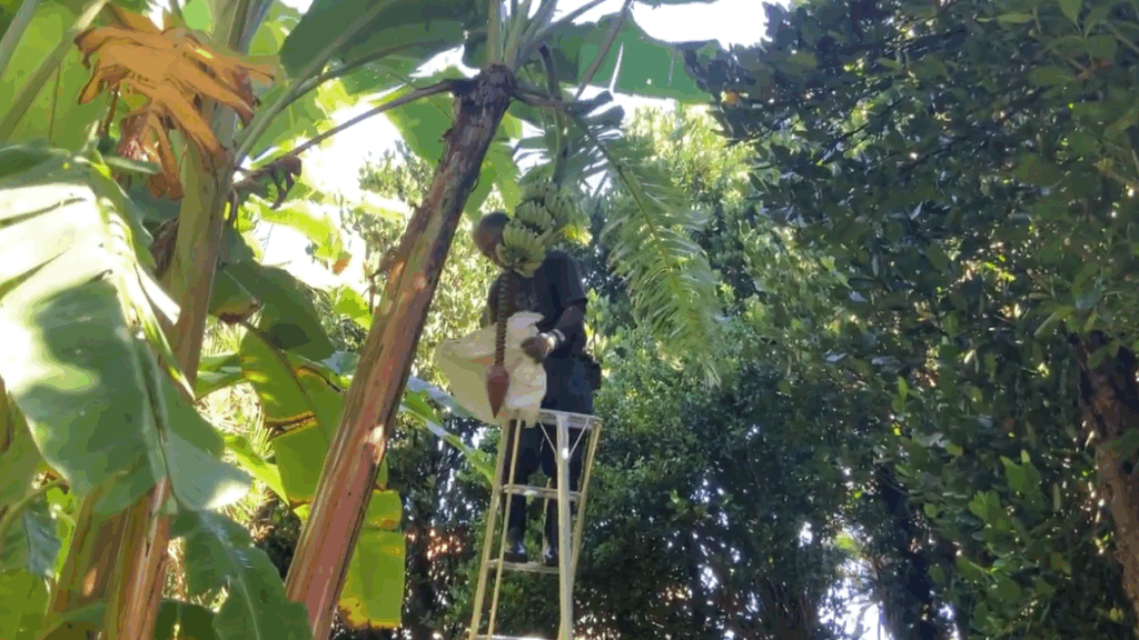 アップルバナナの実にカバーをかけるシーサー上里氏