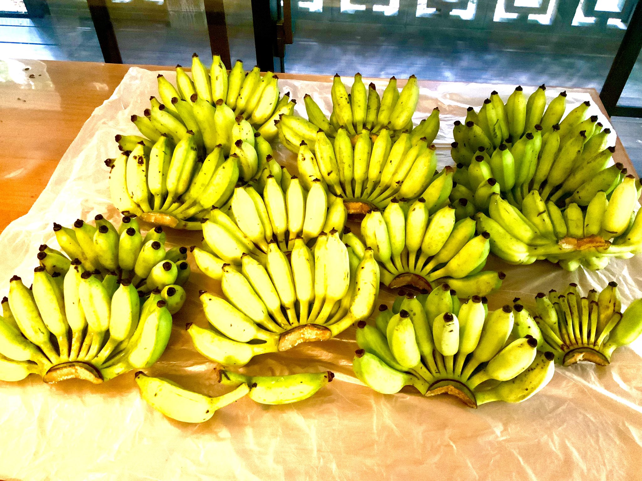 アップルバナナプロジェクト-本日の収穫