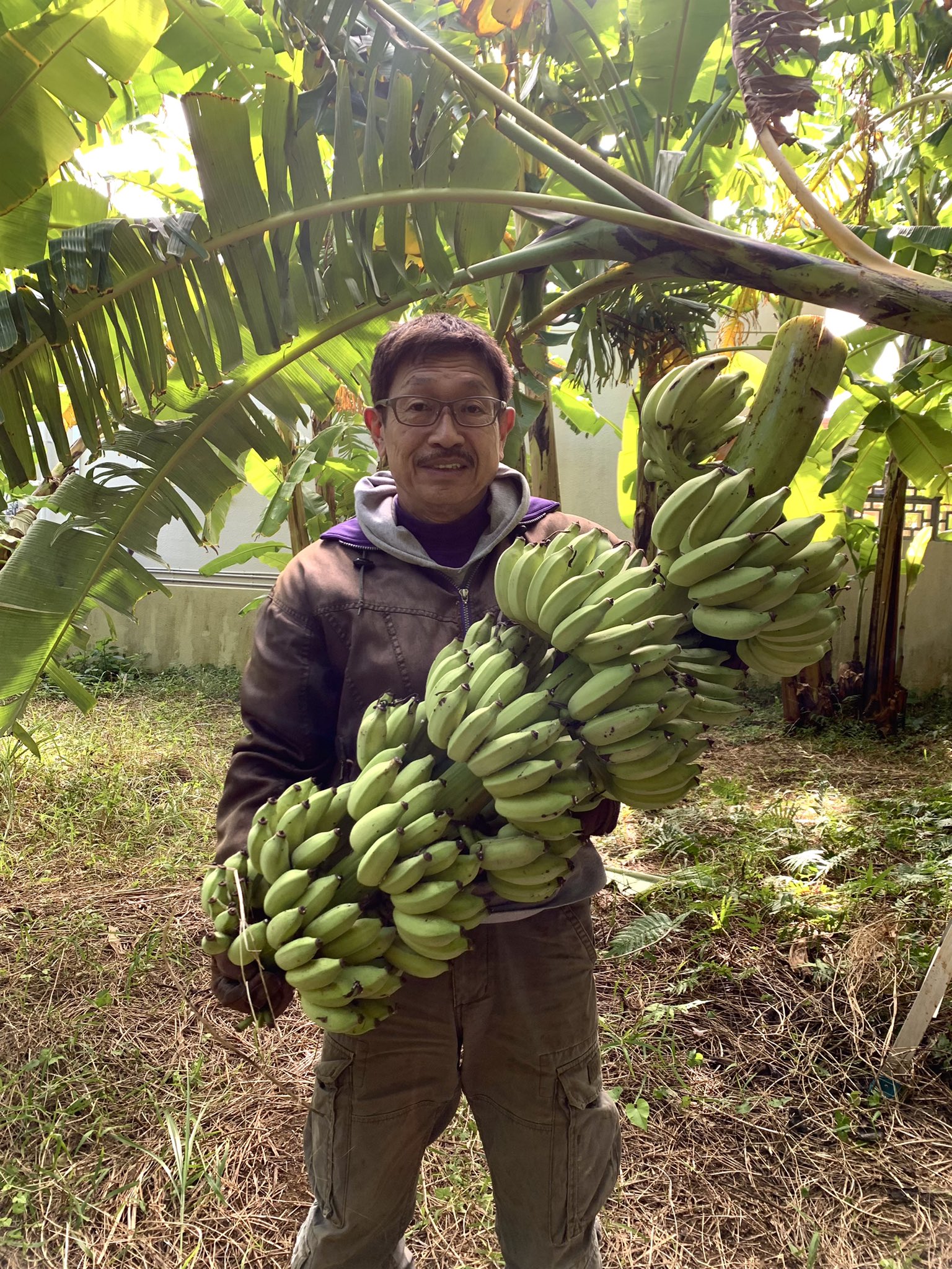 バナナを収獲するキングコブラ大塚-アップルバナナプロジェクト