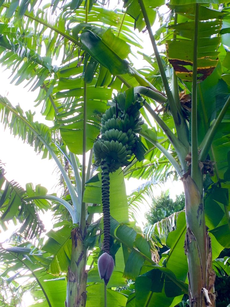 アップルバナナのドでかい実