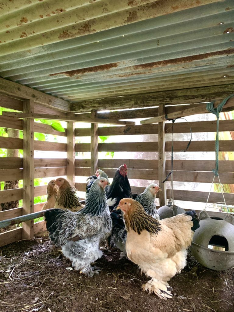 シーサー上里のアップルバナナ農園で飼育されている鶏、ブラマ