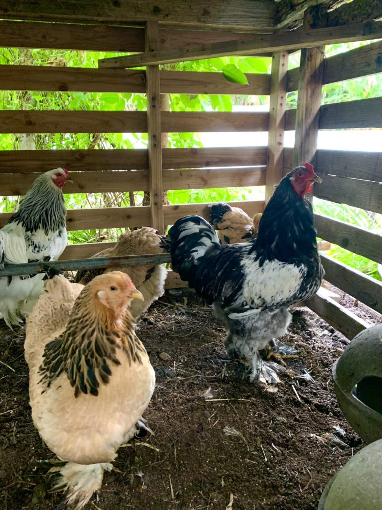 シーサー上里のアップルバナナ農園で飼育されている鶏、ブラマ