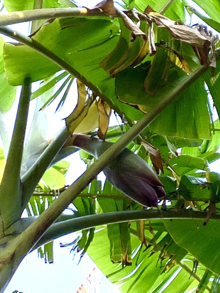 アップルバナナの花芽 