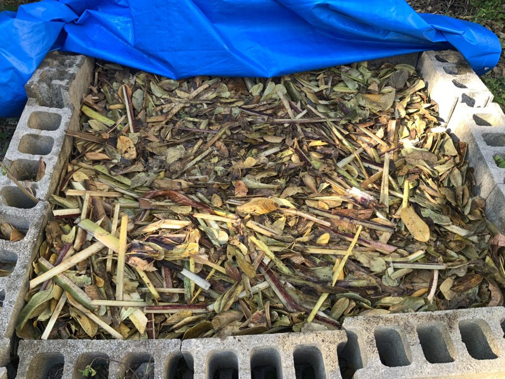 アップルバナナ収穫後の茎を肥料にする作業に挑戦②